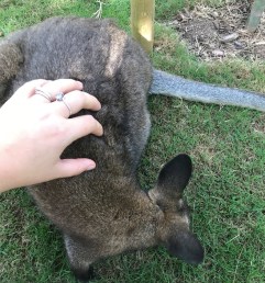wallaby